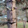 Beast Gear Plaid on climbing stick