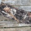 Climbing stick camo conceal